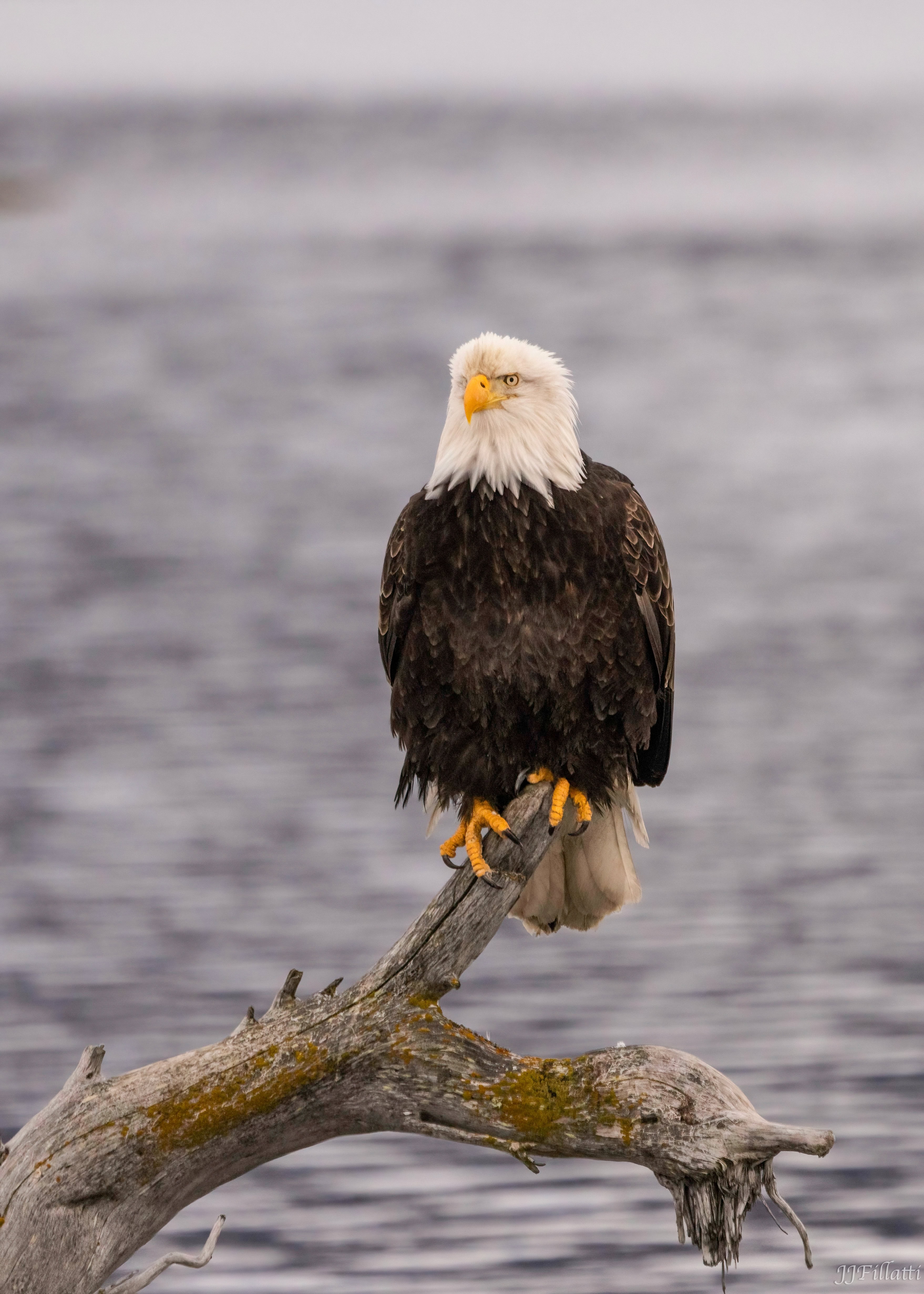 bird of homer alaska image 19